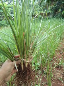 Jual Rumput Akar Wangi Vetiver di Yogyakarta