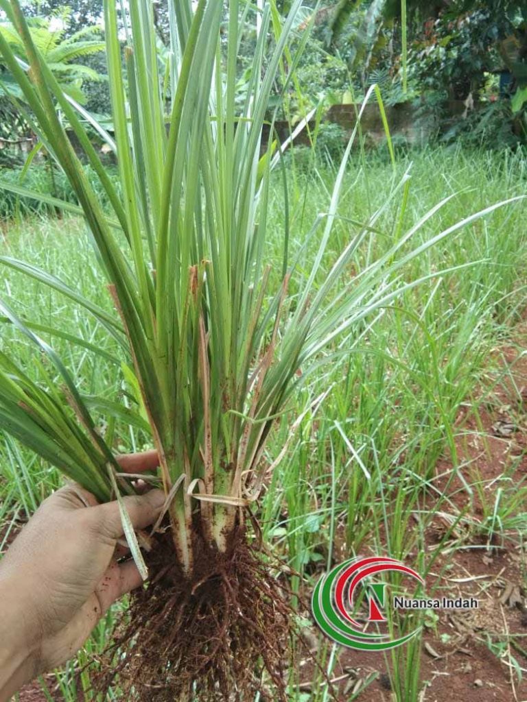 Jual Rumput Vetiver Akar Wangi