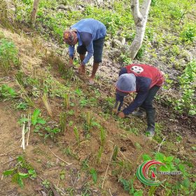 cara merawat tanaman vetiver