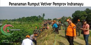 Proses Penanam Rumput Vetiver akar wangi Oleh Pemerintah Kota Indaramayu yang Membeli Rumput kepada kami