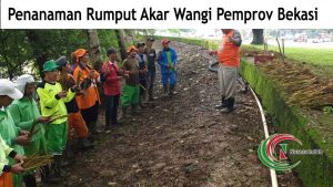 Proses Penanam Rumput Vetiver akar wangi Oleh Pemerintah Kota Bekasi yang Membeli Rumput kepada kami